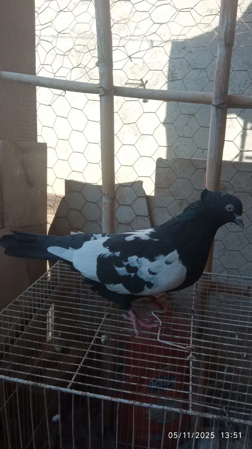 سینه سیاه پشت ماهی|پرنده|مشهد, ادیب نیشابوری (شهرک غرب)|دیوار