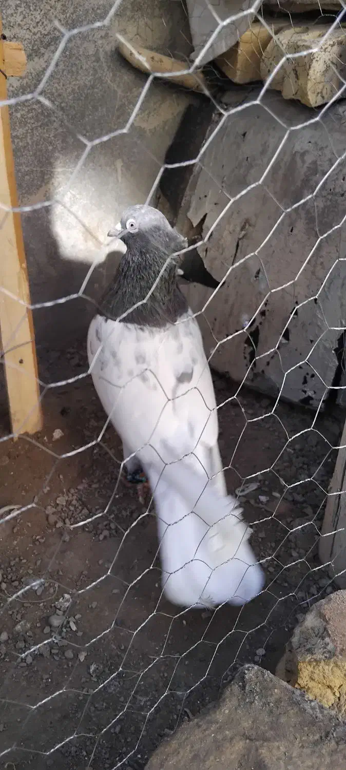 کله به شرط|پرنده|بجنورد, |دیوار