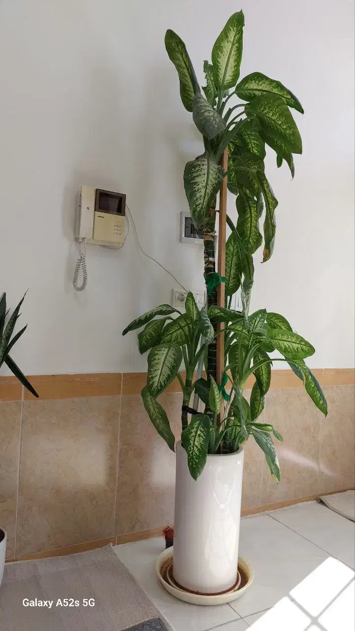 گل دیفن باخی|گل و گیاه طبیعی|ایوان, |دیوار