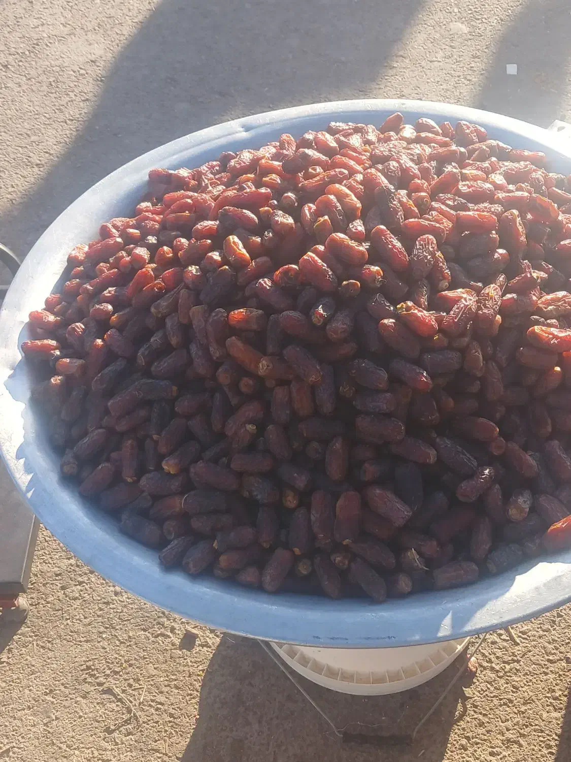 فروش انواع خرما تازه امسال نمایشگاه سیرجان|خوردنی و آشامیدنی|سیرجان, |دیوار