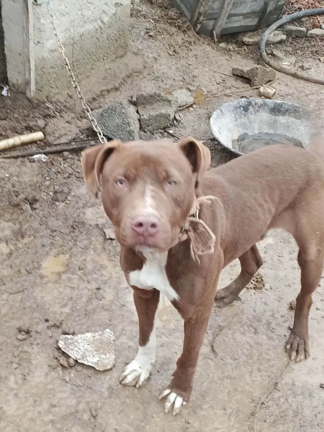 پیتپول|سگ|کرج, حصارک بالا|دیوار