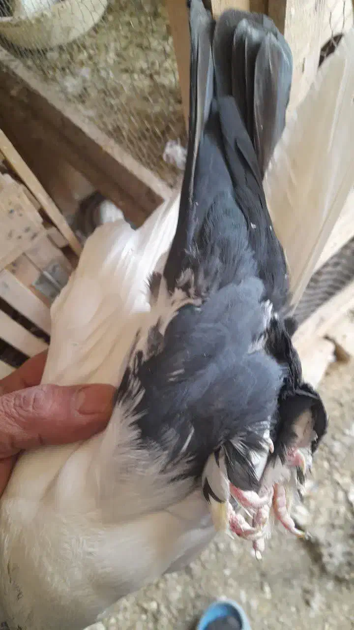 دم سیاه طوقی سرور|پرنده|قم, چهار مردان|دیوار