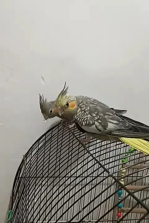 2عدد عروس هلندی۴ماهه تازه دونخور شدن|پرنده|صفادشت, |دیوار