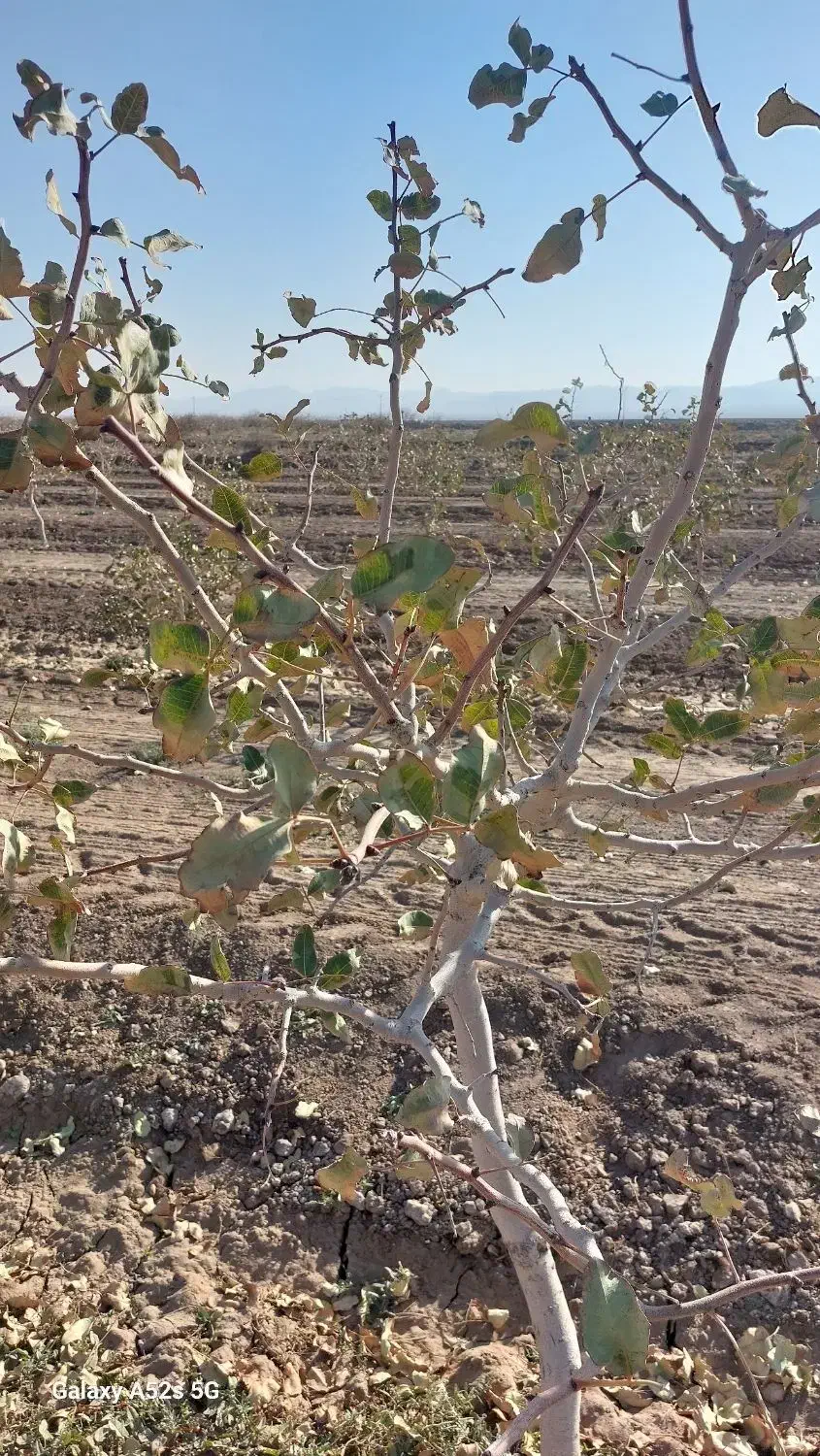 مشاوره کشت و کار ارگانیک|گل و گیاه طبیعی|مشهد, کلاهدوز|دیوار