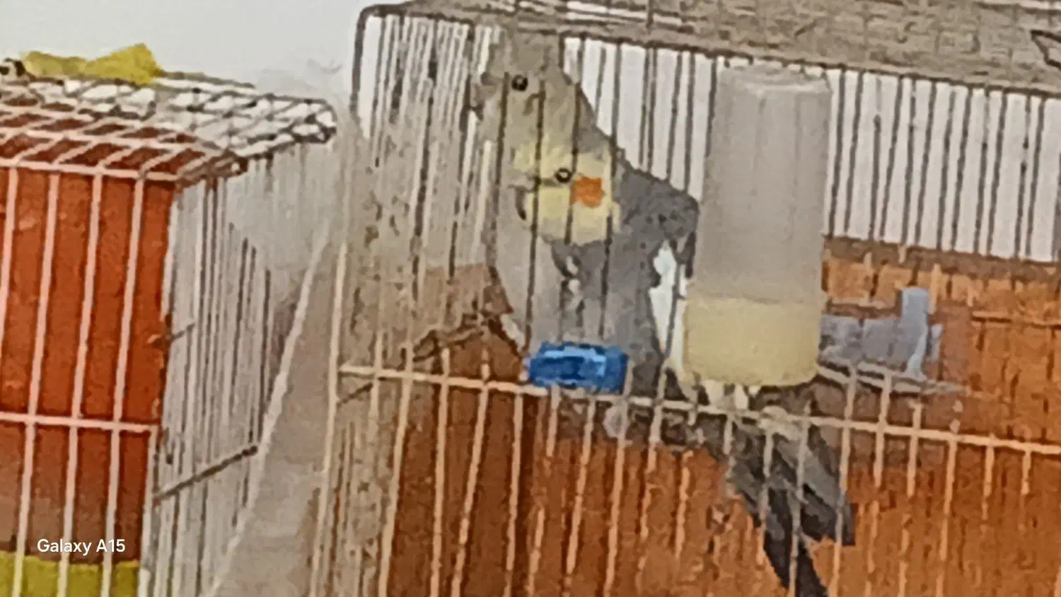 یک جفت عروس هلندی زیبا|پرنده|شیروان (خراسان), |دیوار