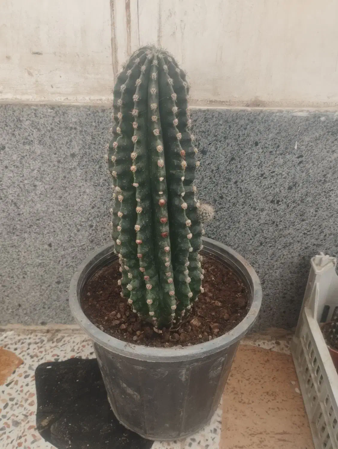 گل طبیعی|گل و گیاه طبیعی|شیراز, گویم|دیوار