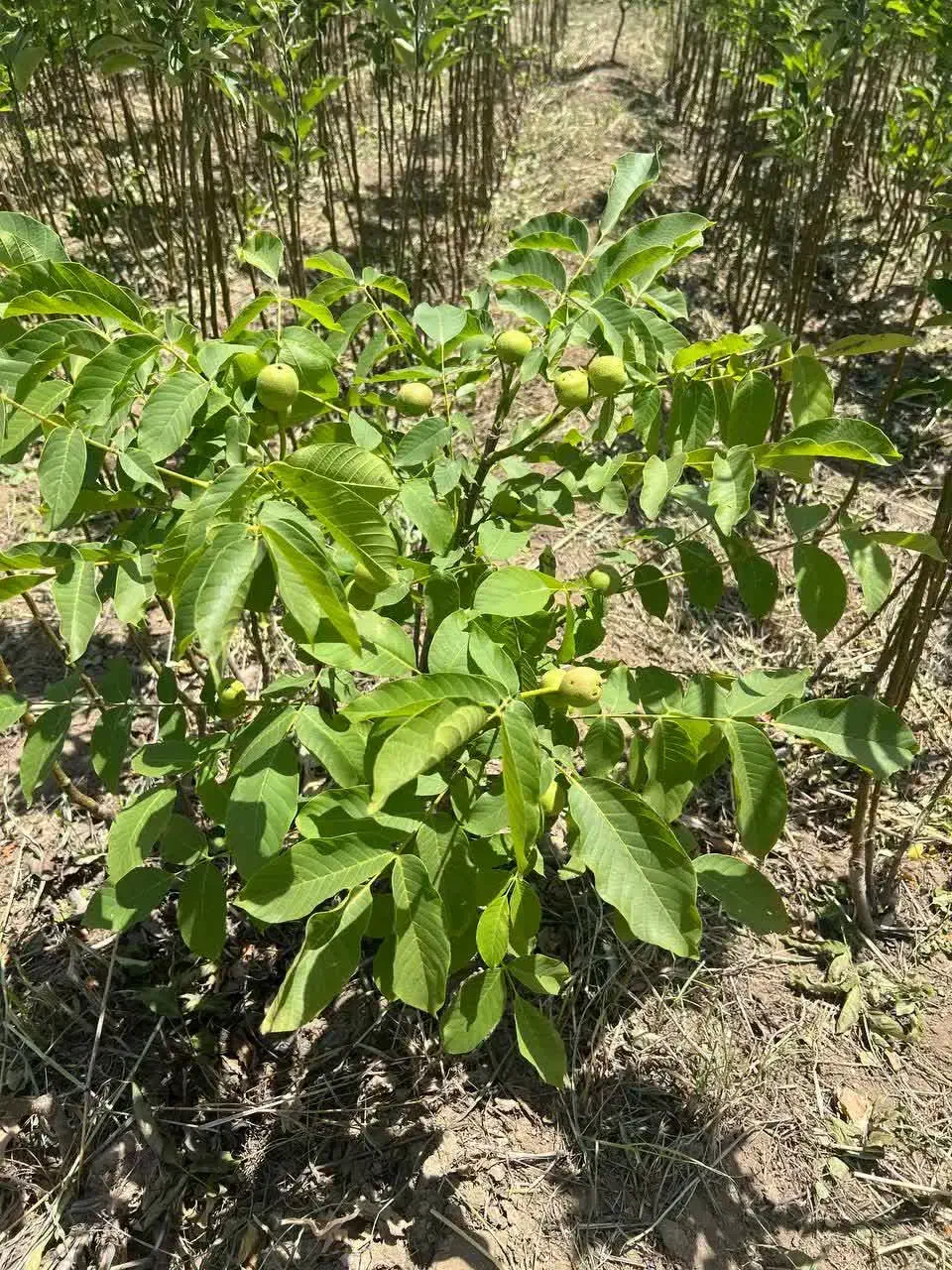 ارائه نهال گردو جمال مقاوم به سرما|خدمات باغبانی و درختکاری|گیلوان, |دیوار