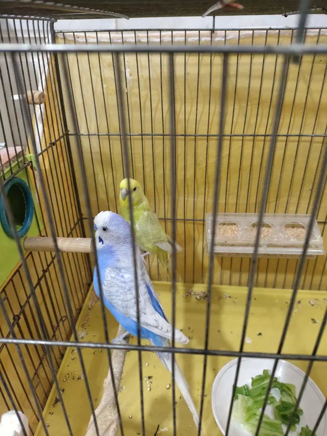 جفت مرغ عشق اسپانگل|پرنده|کرمان, |دیوار