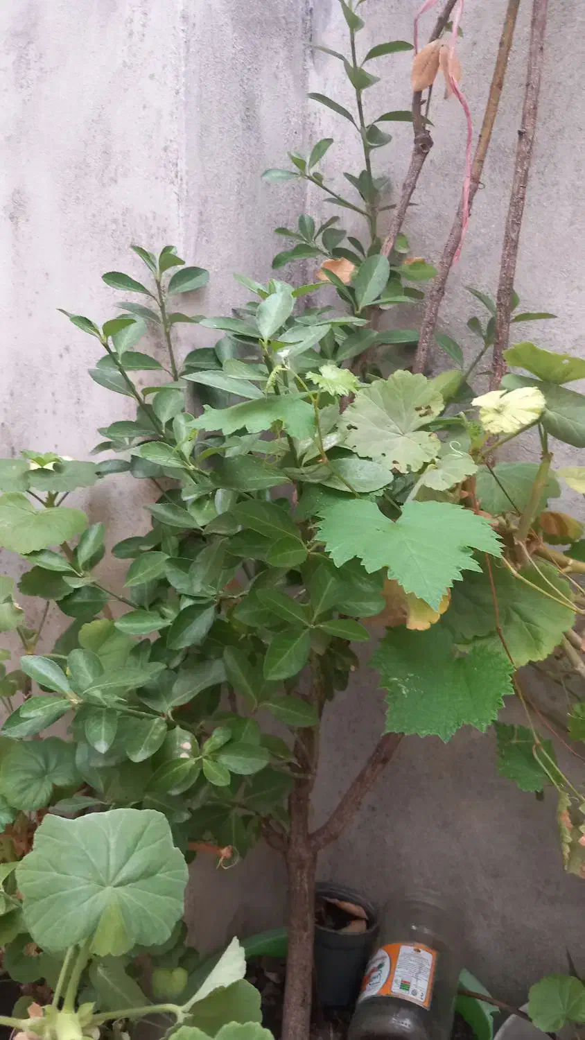 یکباب مغازه ۱۷و ۷۰متر زمین بایر راه جدا پشت مغازه|فروش مغازه و غرفه|رشت, پاستوریزه|دیوار