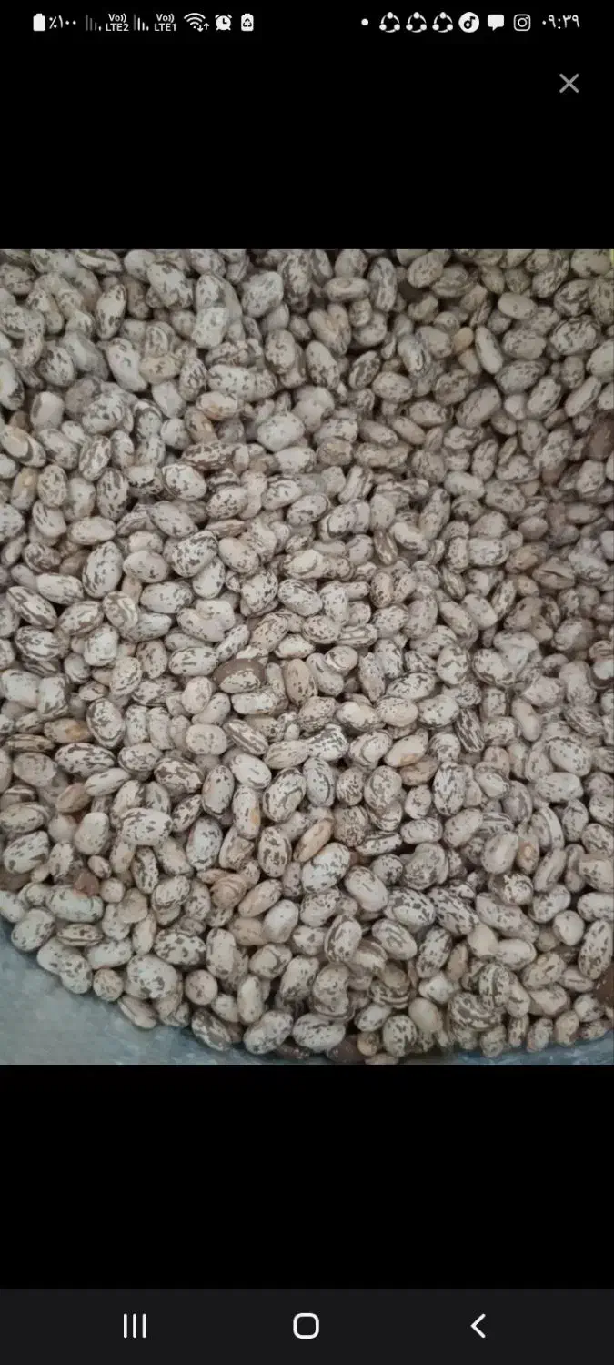 لوبیا چیتی و محلی|خوردنی و آشامیدنی|اصفهان, دانشگاه افسری امیرالمومنین|دیوار