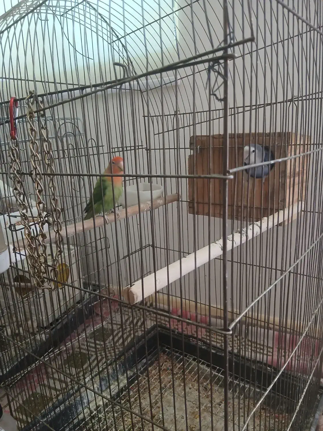 یک جفت طوطی برزیلی سخنگو دستی|پرنده|شهریار, شهرک نماز (دینار آباد)|دیوار