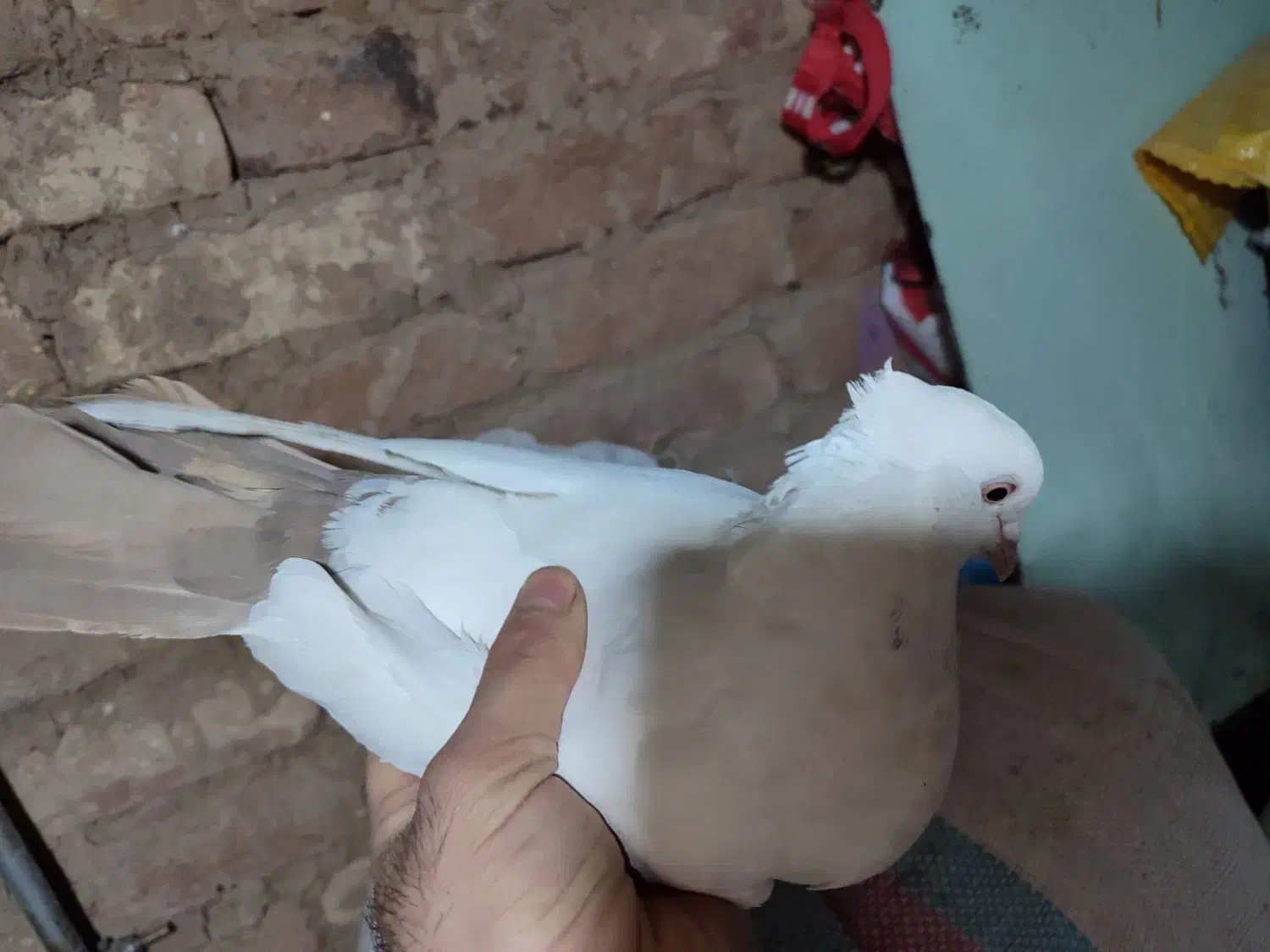 کفتر|پرنده|ملایر, |دیوار