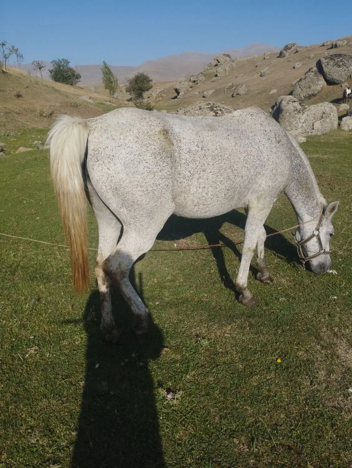 اسب|اسب و تجهیزات اسب‌سواری|سبلان, |دیوار