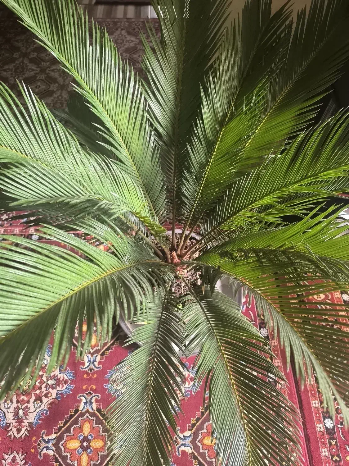 نیروی نظافتی خانم|استخدام سرایداری و نظافت|مشهد, سعد آباد|دیوار