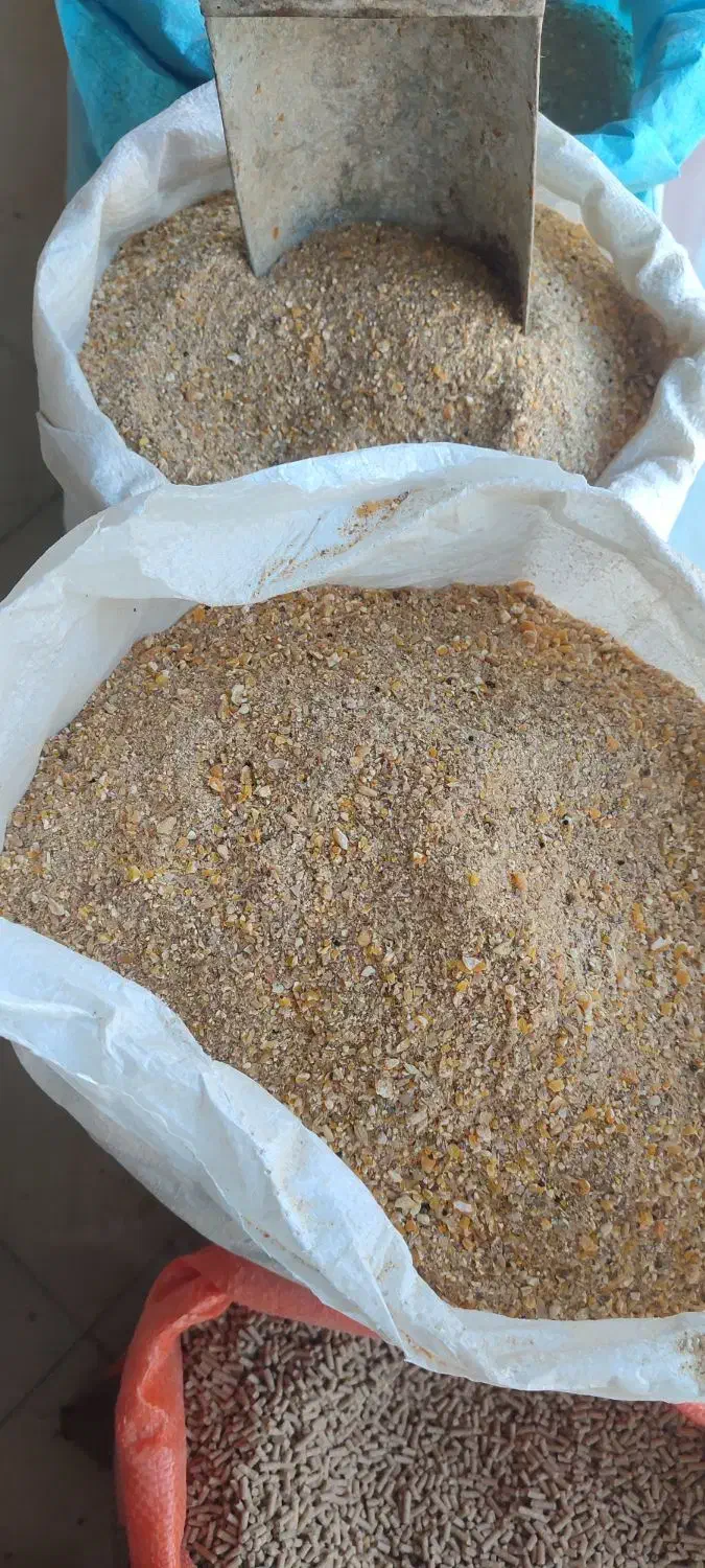 تغذیه مناسب مرغ تخم گذار تخم طلا دان موجود|حیوانات مزرعه|وحیدیه, |دیوار