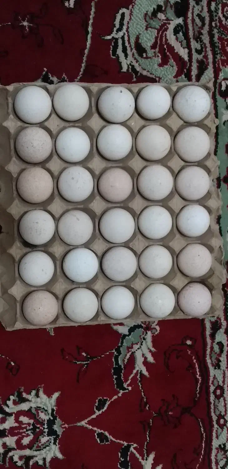 تخم بوقلمون|حیوانات مزرعه|سبزوار, قصبه غربی|دیوار