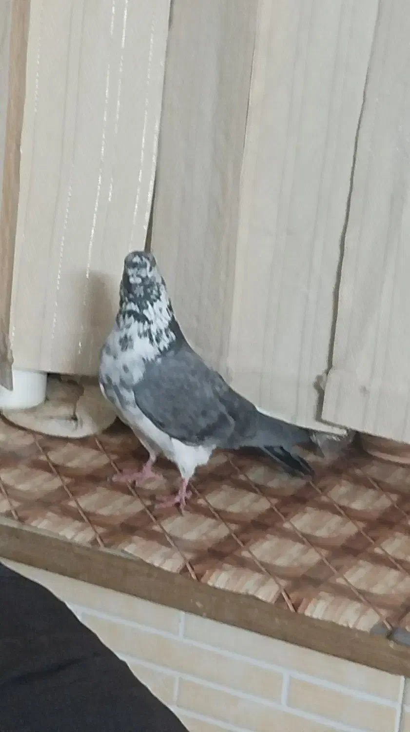 کبوتر|پرنده|برخوار, |دیوار