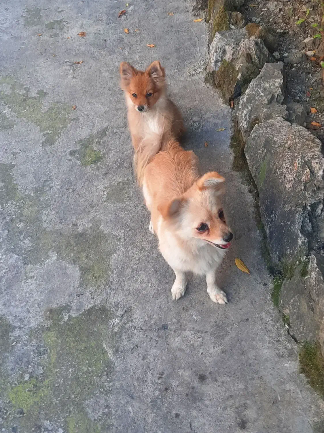 واگذاری دو عدد سگ یکی ماده یکی نر|سگ|رامسر, |دیوار