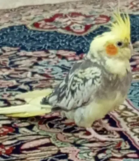 عروس هلندی|پرنده|ریگان, |دیوار