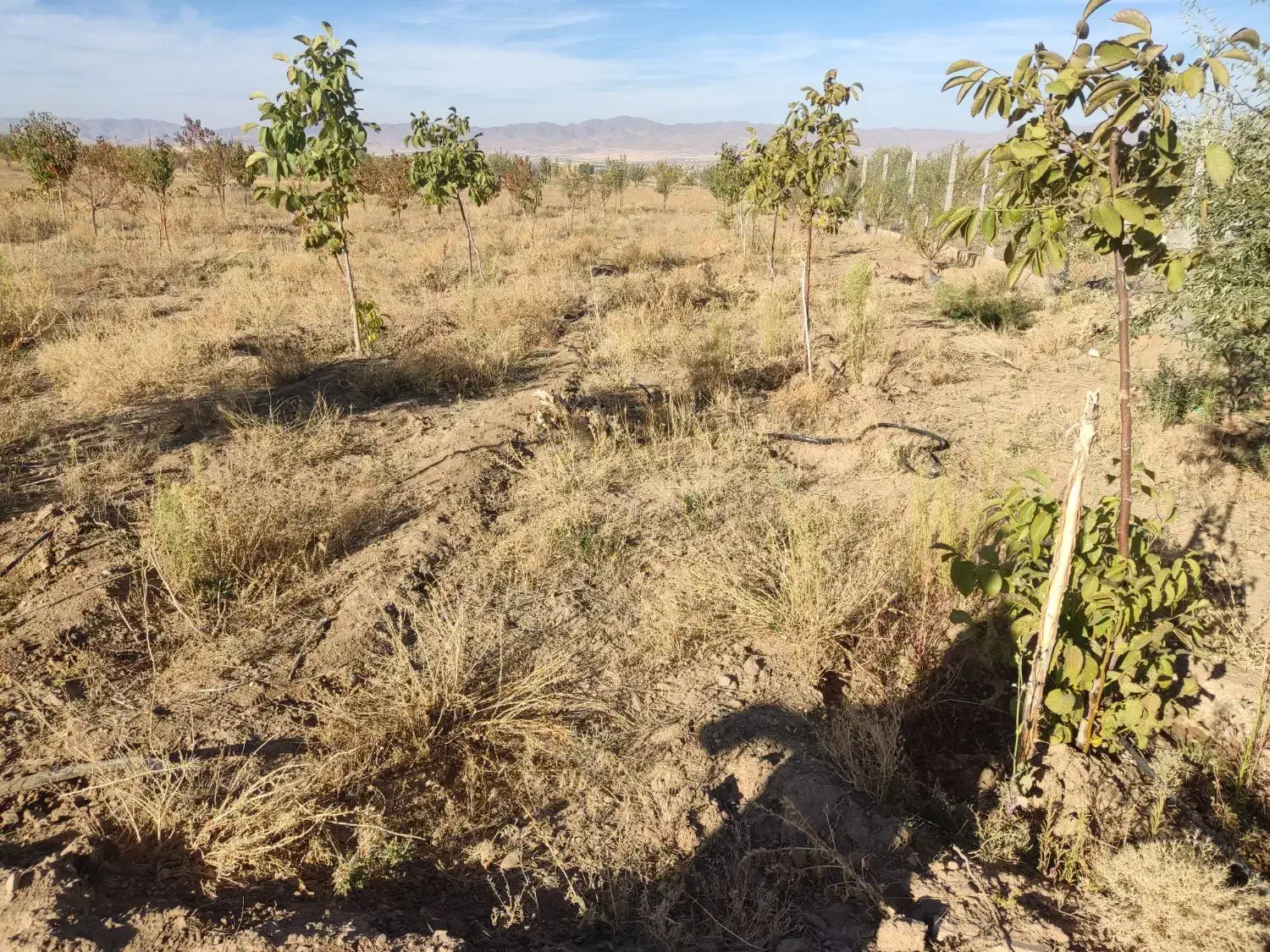 فروش باغ شهر در سلطانیه|فروش زمین و ملک کلنگی|سلطانیه, |دیوار