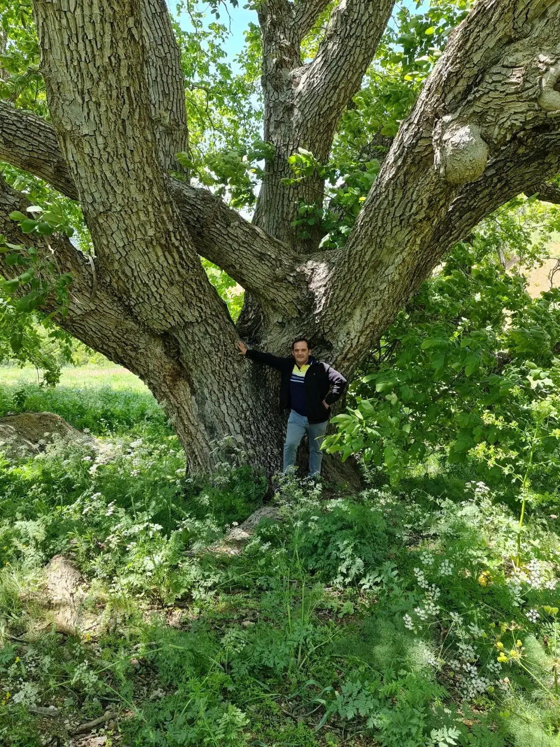 خرید چوب|خدمات باغبانی و درختکاری|دیلمان, |دیوار