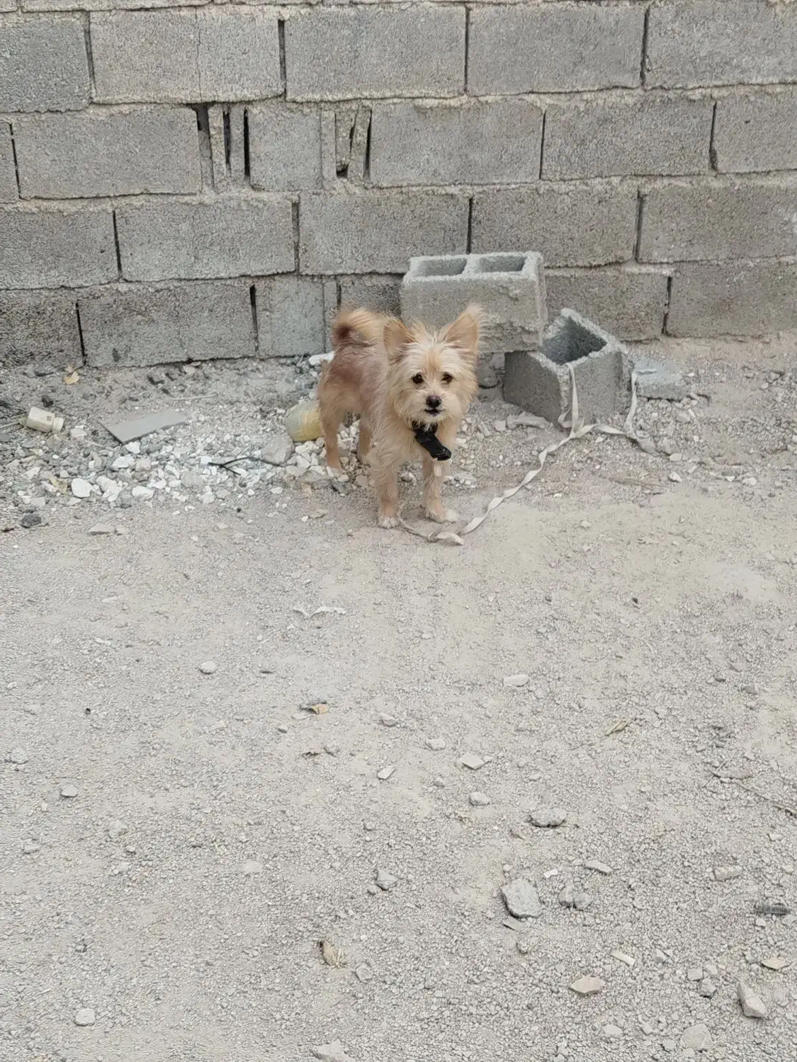 سگ پاه کوتا|سگ|برازجان, |دیوار