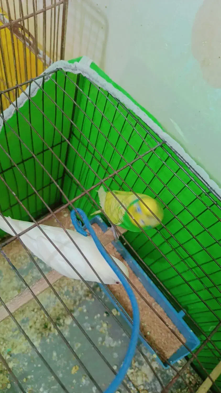 مرغ عشق|پرنده|آبادان, |دیوار