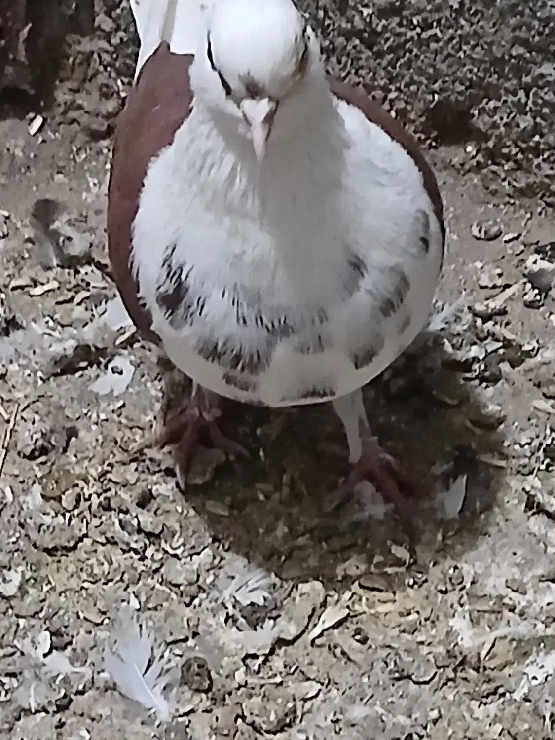 کبوتر پشتارجفت|پرنده|تیکمه داش, |دیوار