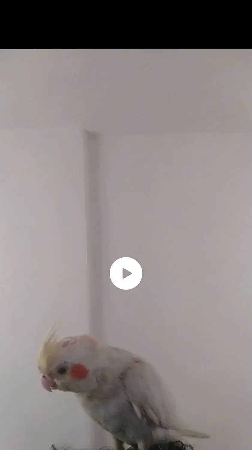 پرنده عروس هلندی سخنگو|حیوانات|آبادان, |دیوار