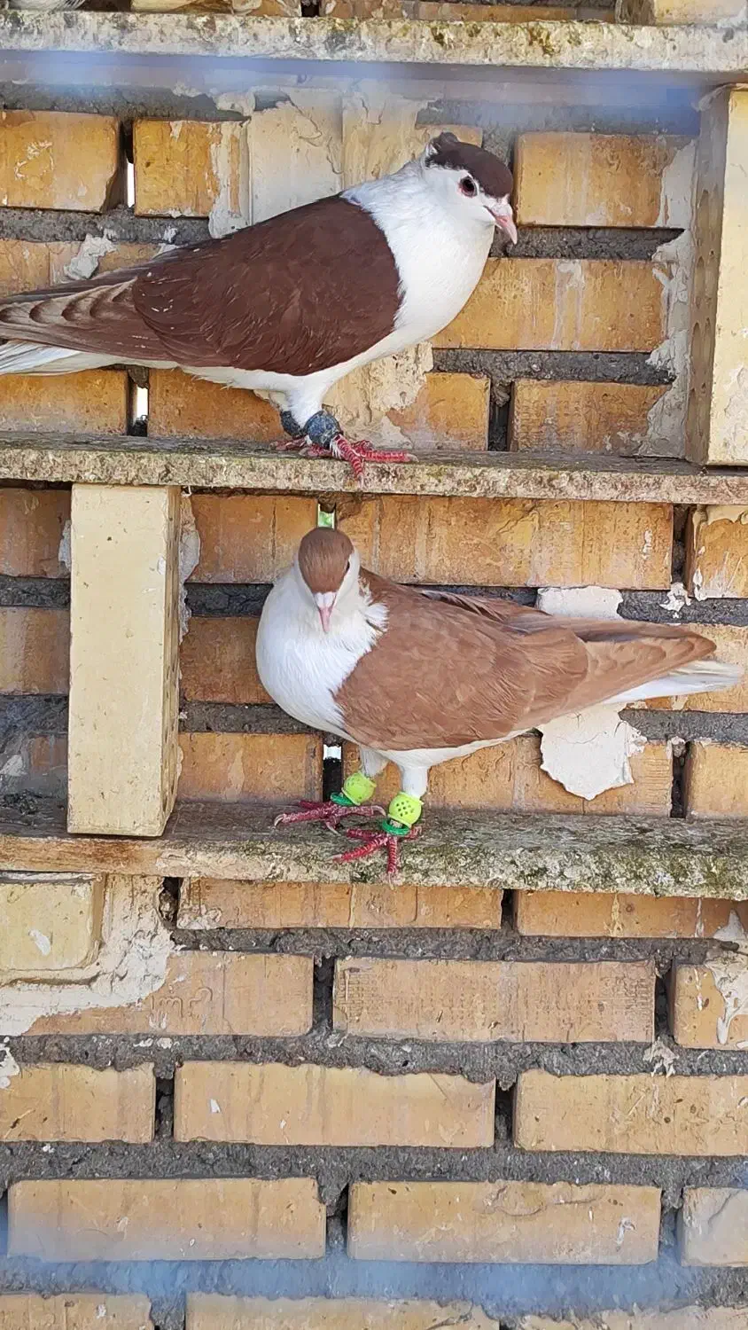 نر سید زرد|پرنده|شوشتر, |دیوار