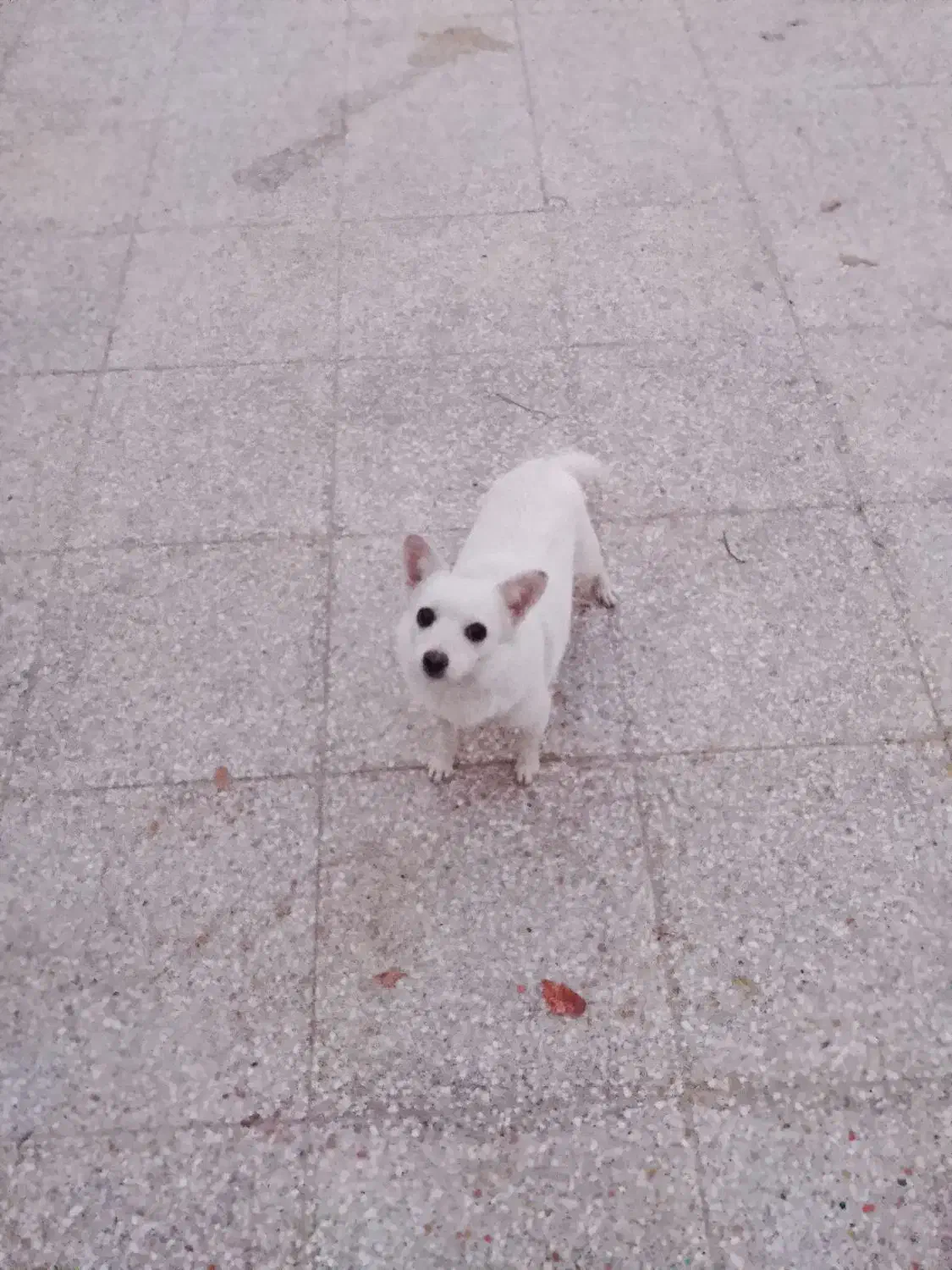 سگ پاکوتاه|سگ|شیراز, گویم|دیوار