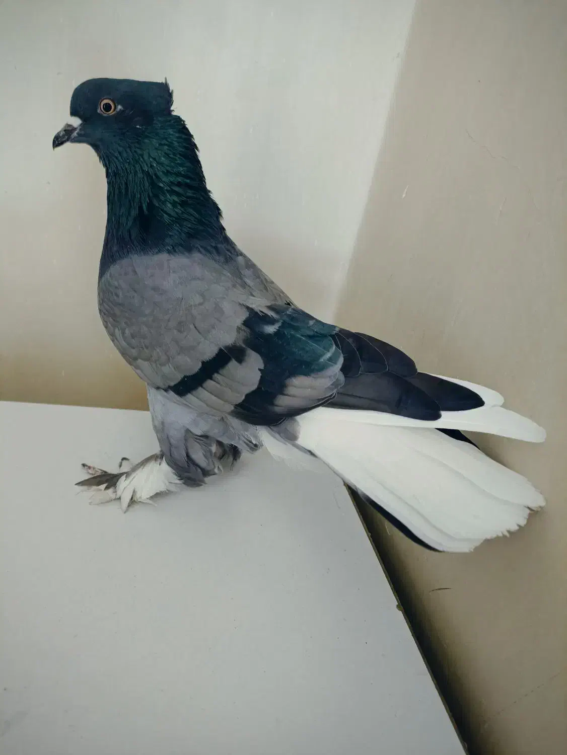 کفتر.نژاد.قدیم.عتیقه.خال پرش|پرنده|ری, شهرری|دیوار