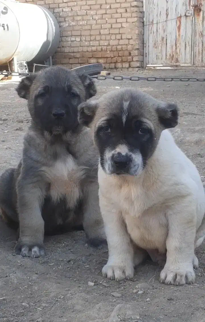 توله سرابی درجه یک|سگ|تهران, آبشار تهران (دریاچه)|دیوار