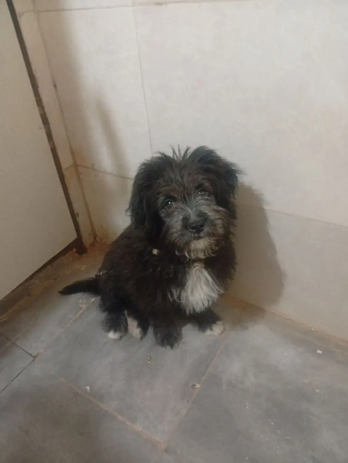 سگ پاکوتا|سگ|محمدشهر, محمدشهر|دیوار