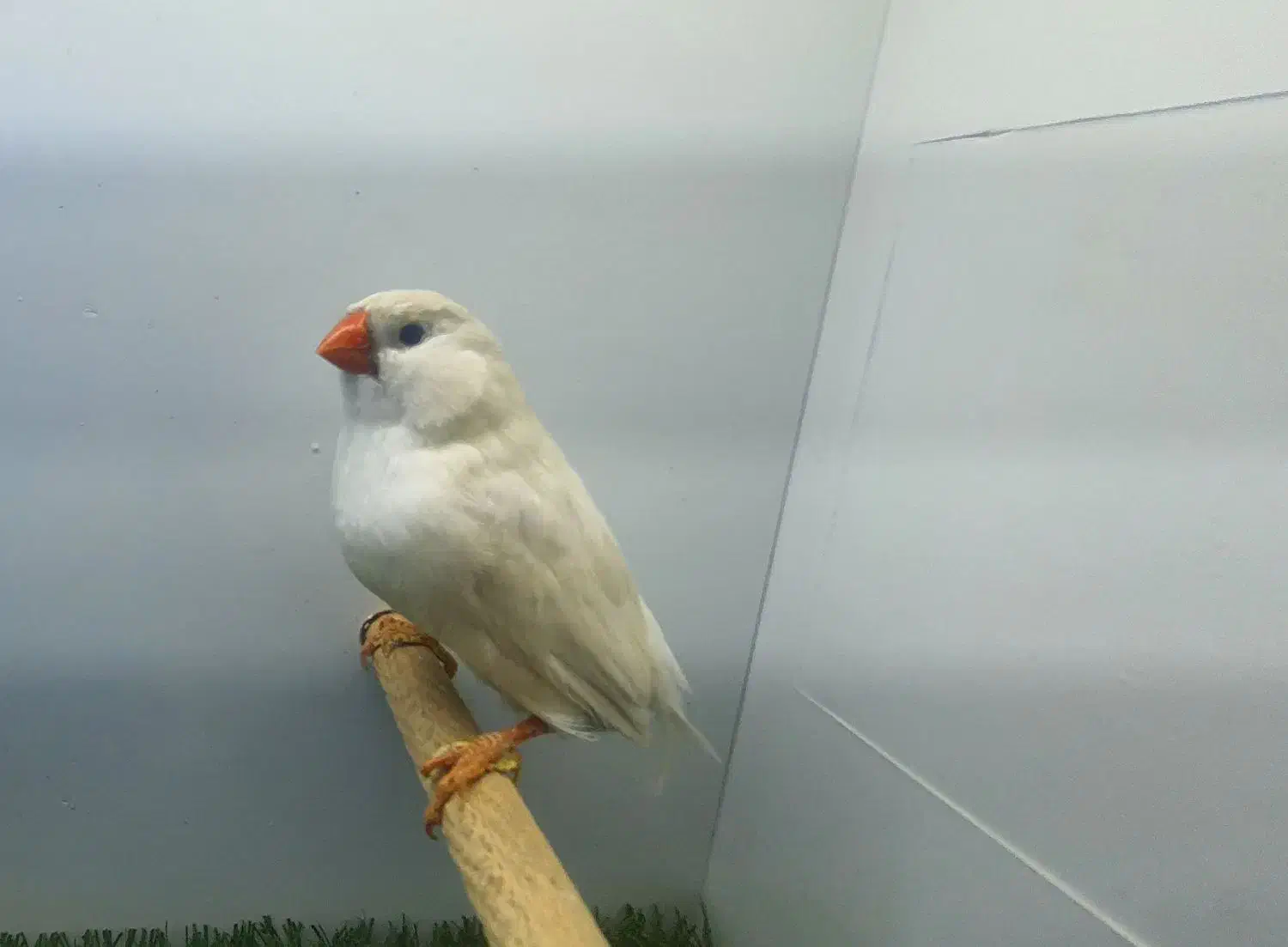 فنچ|پرنده|تهران, خزانه|دیوار