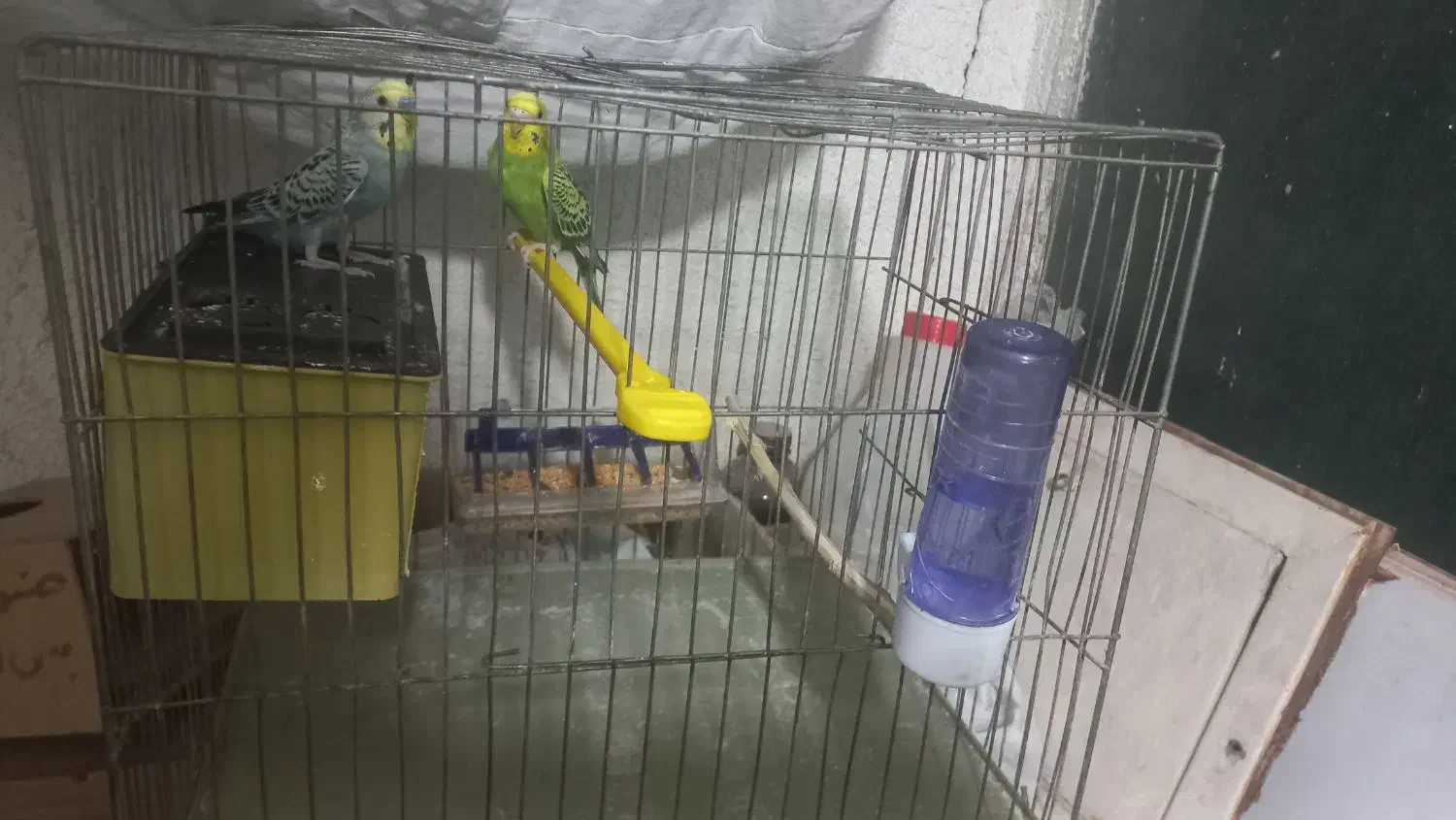 یه جفت مرغ عشق بالغ معاوضه طوطی برزیلی|پرنده|اسلامشهر, شهرک واوان|دیوار