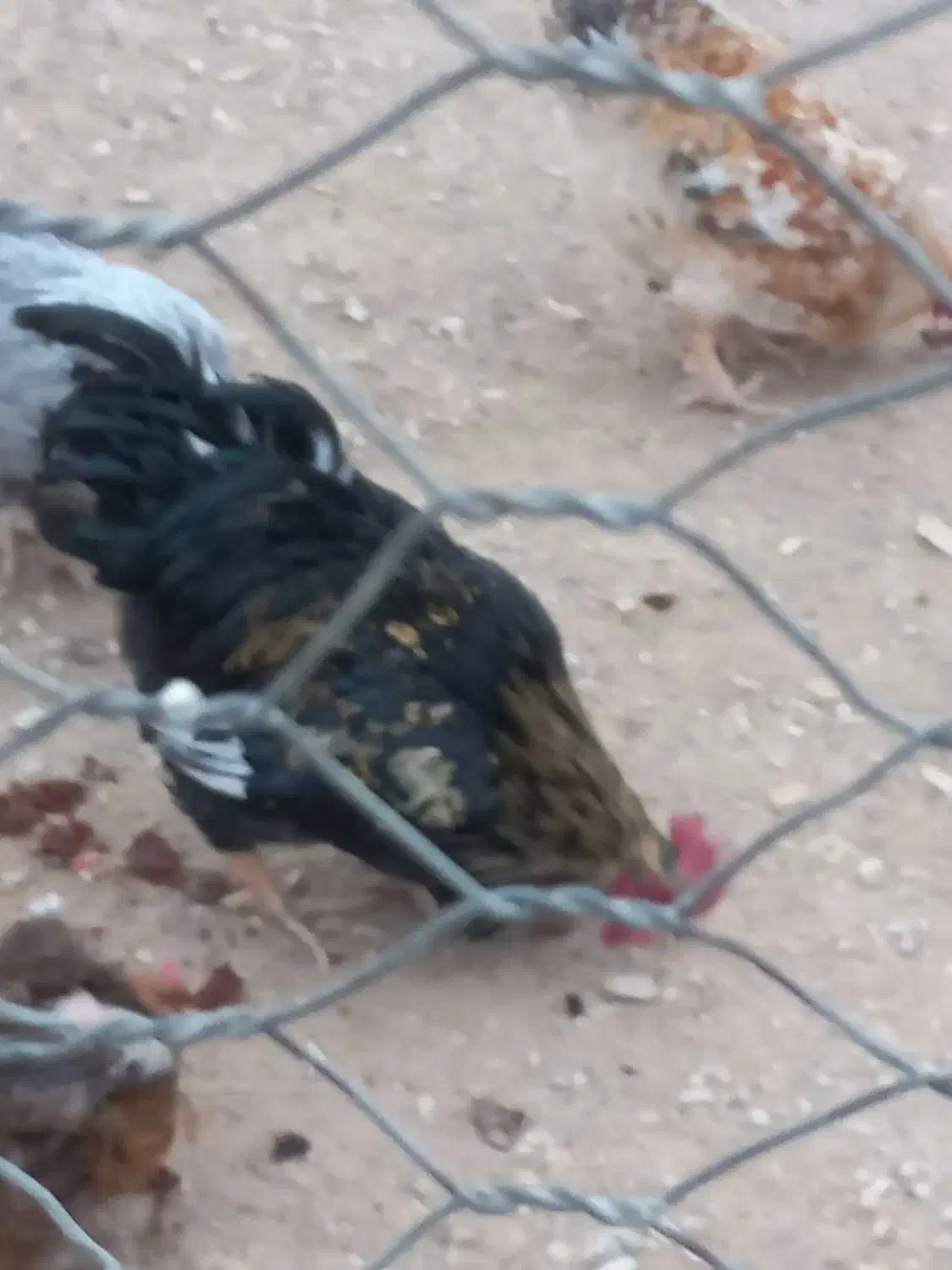 خروس سیاه|حیوانات مزرعه|آشتیان, |دیوار