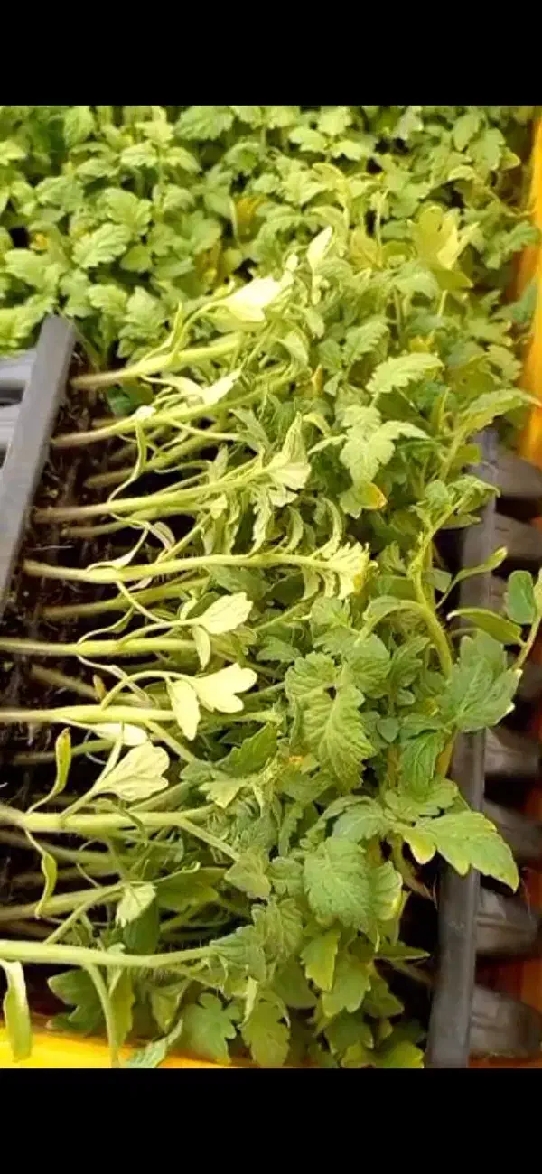 نشا گوجه بادمجان فلفل هندوانه کلم بروکلی گل کلم|خدمات باغبانی و درختکاری|جیرفت, |دیوار