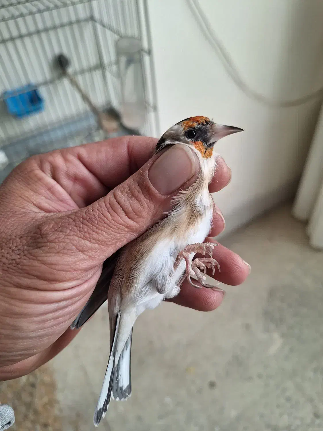 ماده سهره عشق بازی|پرنده|اصفهان, شهید رجایی|دیوار