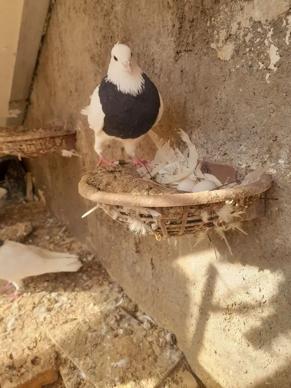 طوقی|پرنده|گتوند, |دیوار