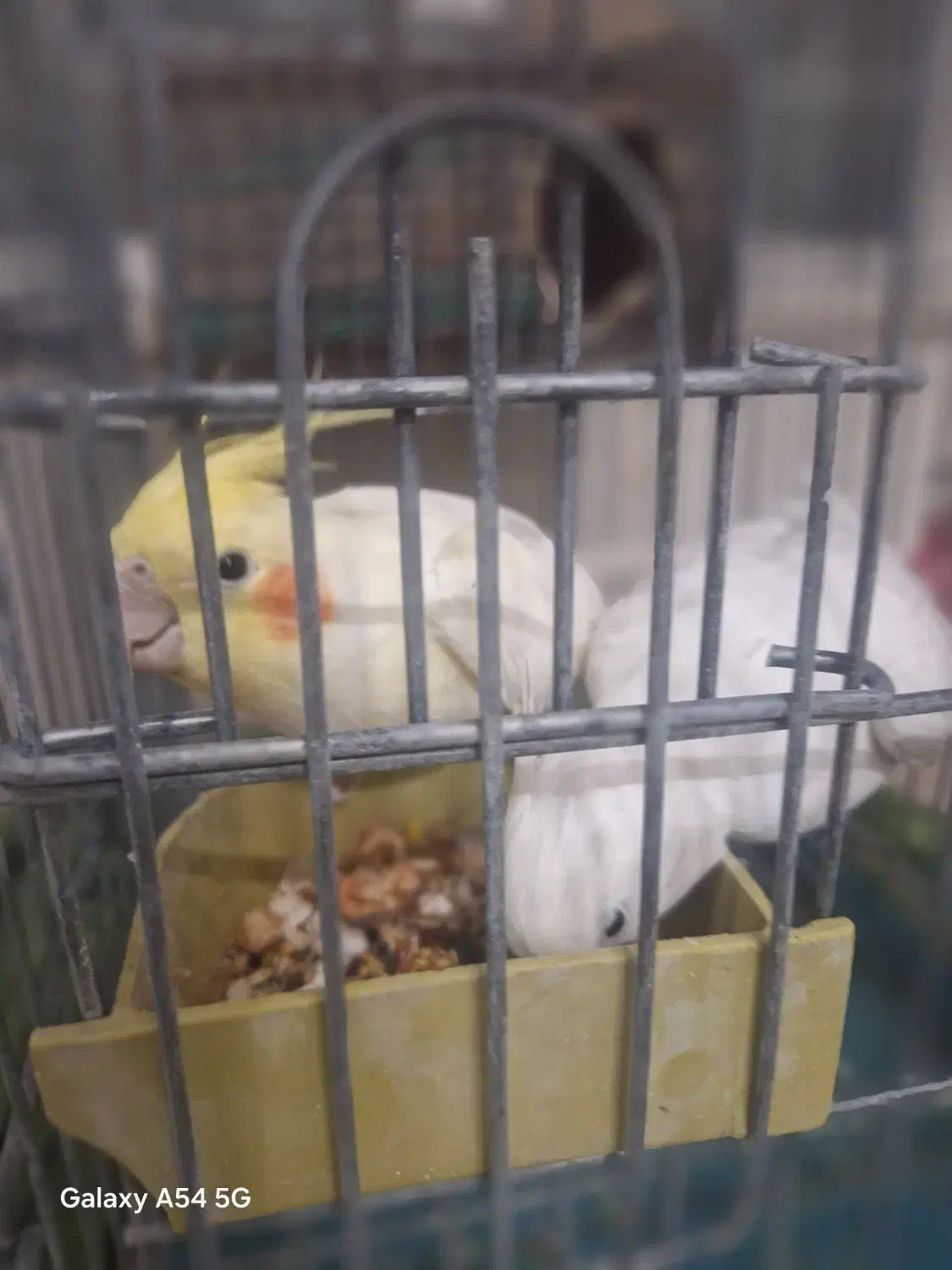 جفت عروس هلندی لوتینو و آلبینو باقفس و لونه کامل|پرنده|شیراز, نیستان|دیوار