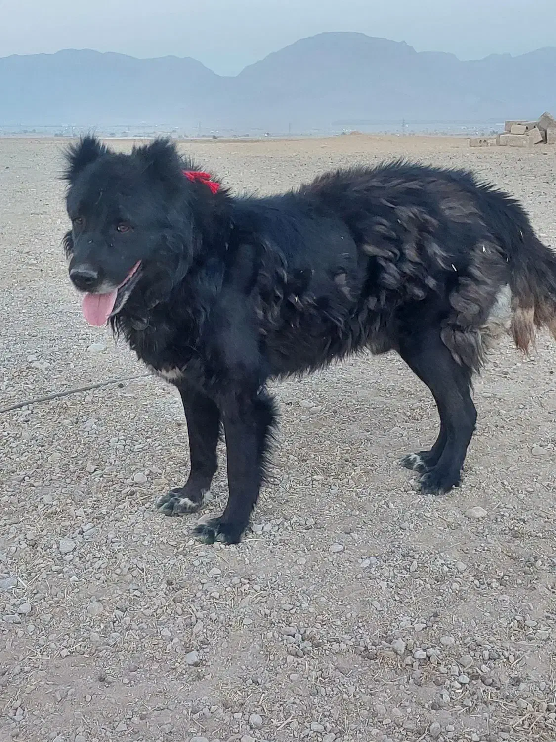 سگ گله|سگ|مبارکه, |دیوار