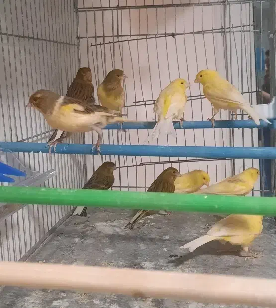 فروشنده و خریدار عروس هلندی قناری فنچ مرغ عشق و...|پرنده|اردبیل, |دیوار