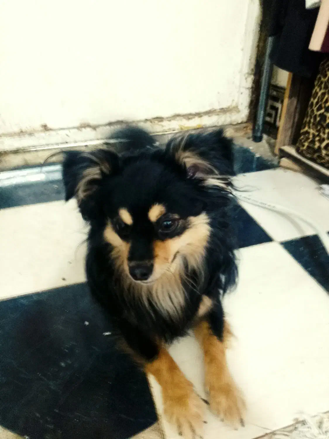 سگ بازیگوش و باهوش|سگ|اهواز, زیتون کارگری|دیوار