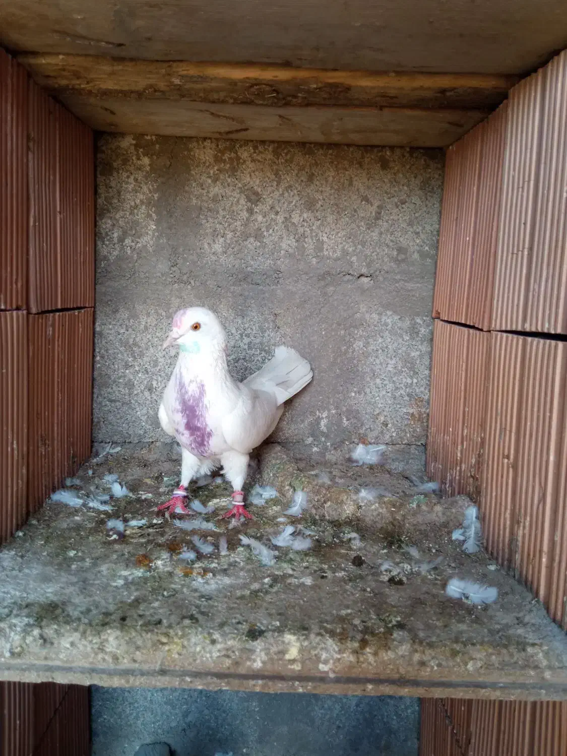 کبوتر سفید نر پرشی|پرنده|گمیشان, |دیوار