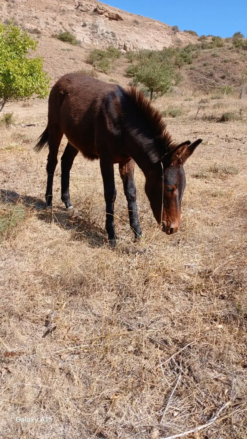 قاطر|حیوانات مزرعه|شاهرود (اردبیل), |دیوار