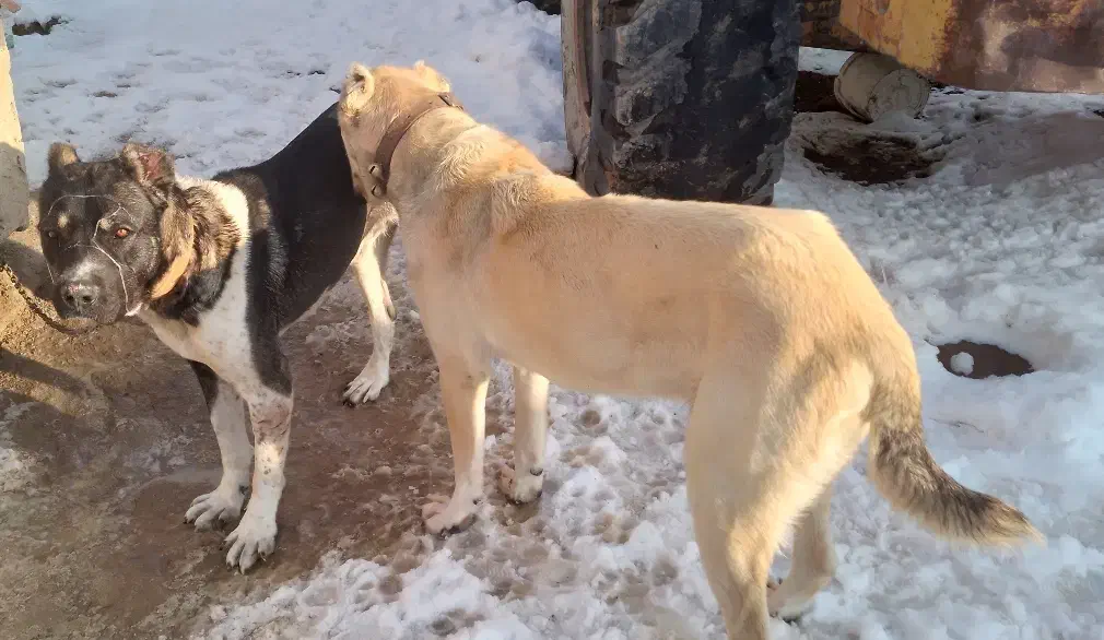 سرابی نر|سگ|نوبران, |دیوار