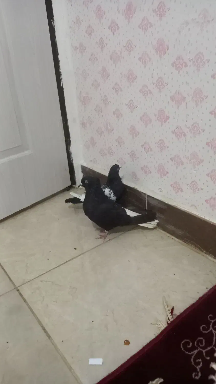 سلام دو عددکفتر فروشی|پرنده|تاکستان, |دیوار