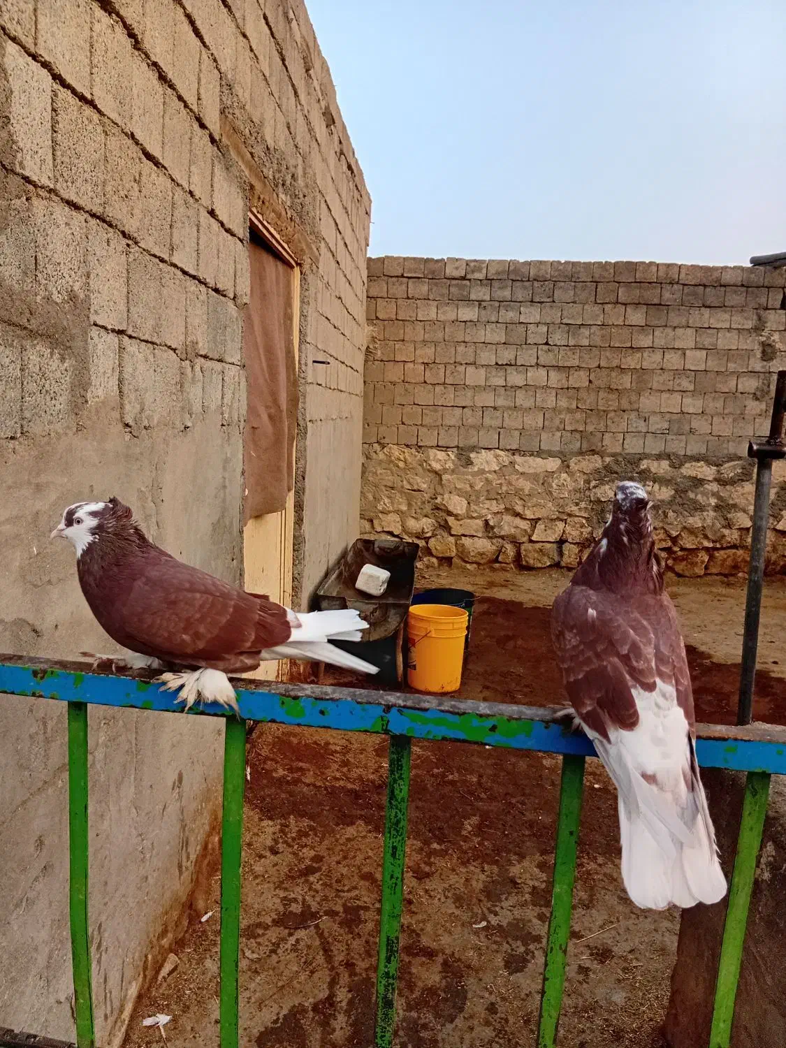 کبوتر|پرنده|نقده, |دیوار