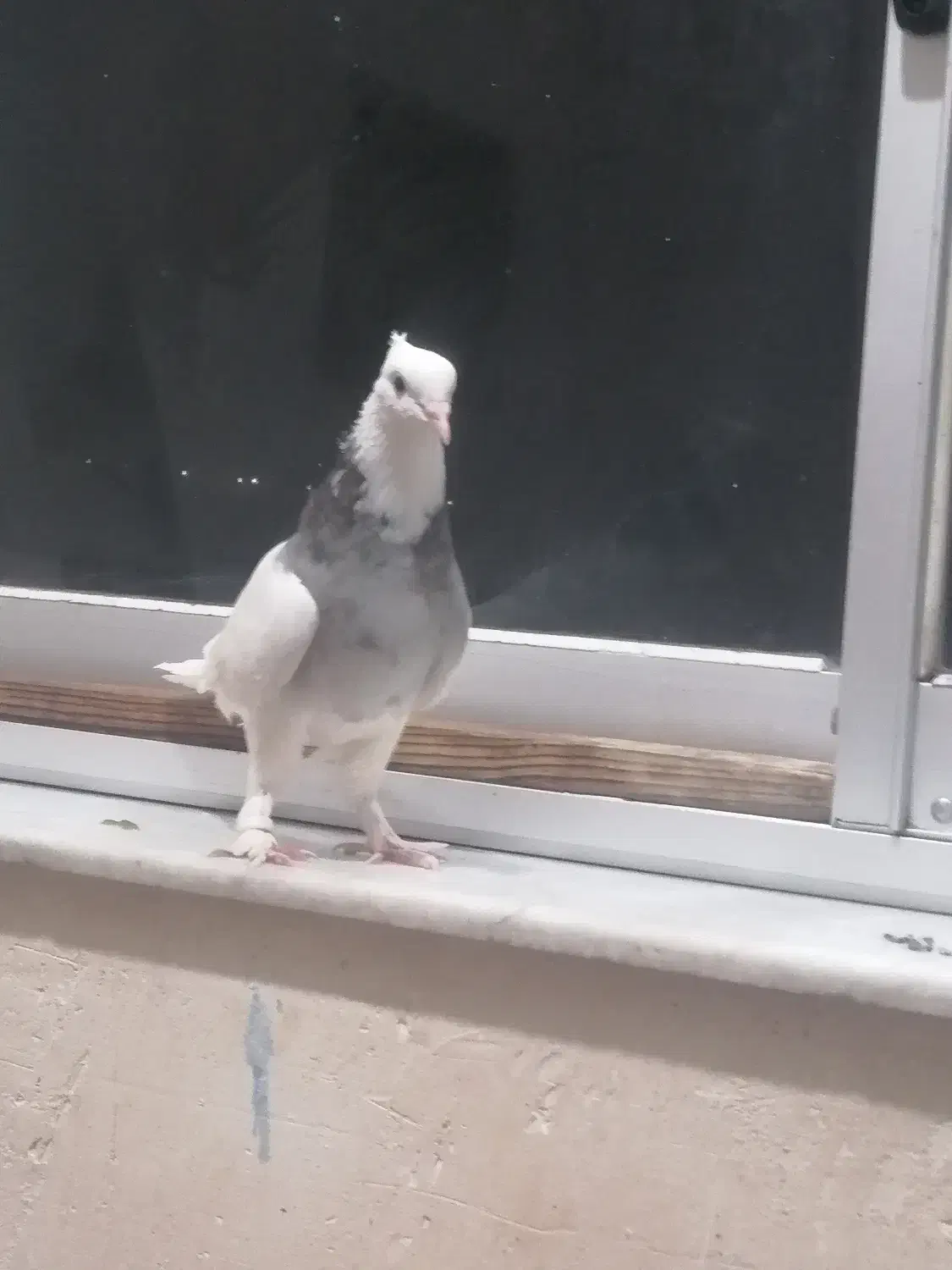 طوقی الماسی|پرنده|گنبد کاووس, |دیوار